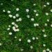 Ein ruhiger Frühlingsmorgen: Ein Spaziergang zum Schrebergarten